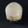 Infinite Oddball Skull - 3D Print Files -Galacticarmory Store Comp 157 AdobeExpress
