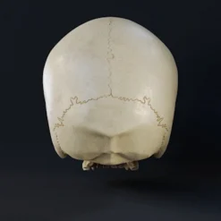 Infinite Oddball Skull - 3D Print Files